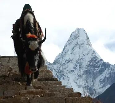 gokyo-to-ebc-via-cho-la-and-renjo-la-Pangbouche