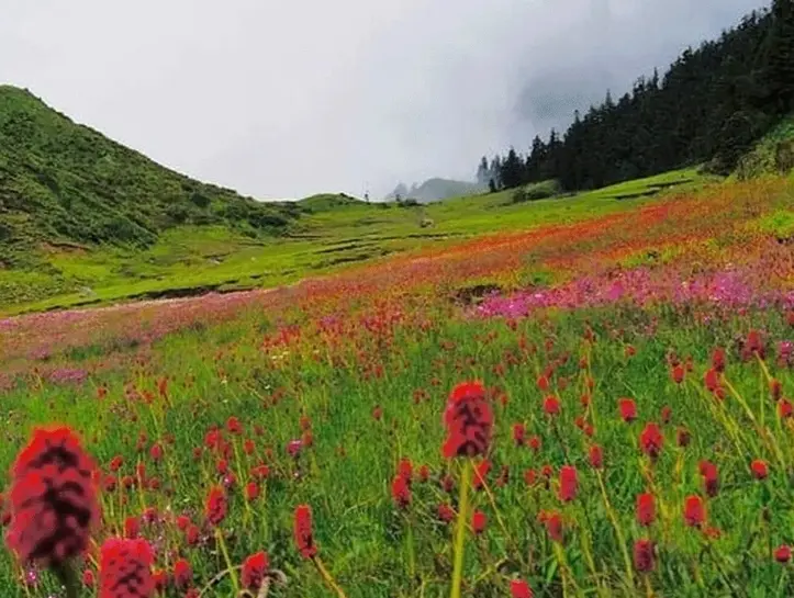 Dhaulagiri Sanctuary Trek